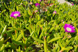 Griffes de sorcière, une espèce envahissante dans les Calanques