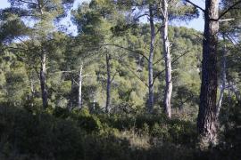 forets-calanques-marseille-cassi-la-ciotat1-pinede.jpg