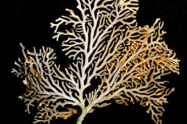 hornerafrondiculata_grandconglue-48m-2_phot-jgh.jpg