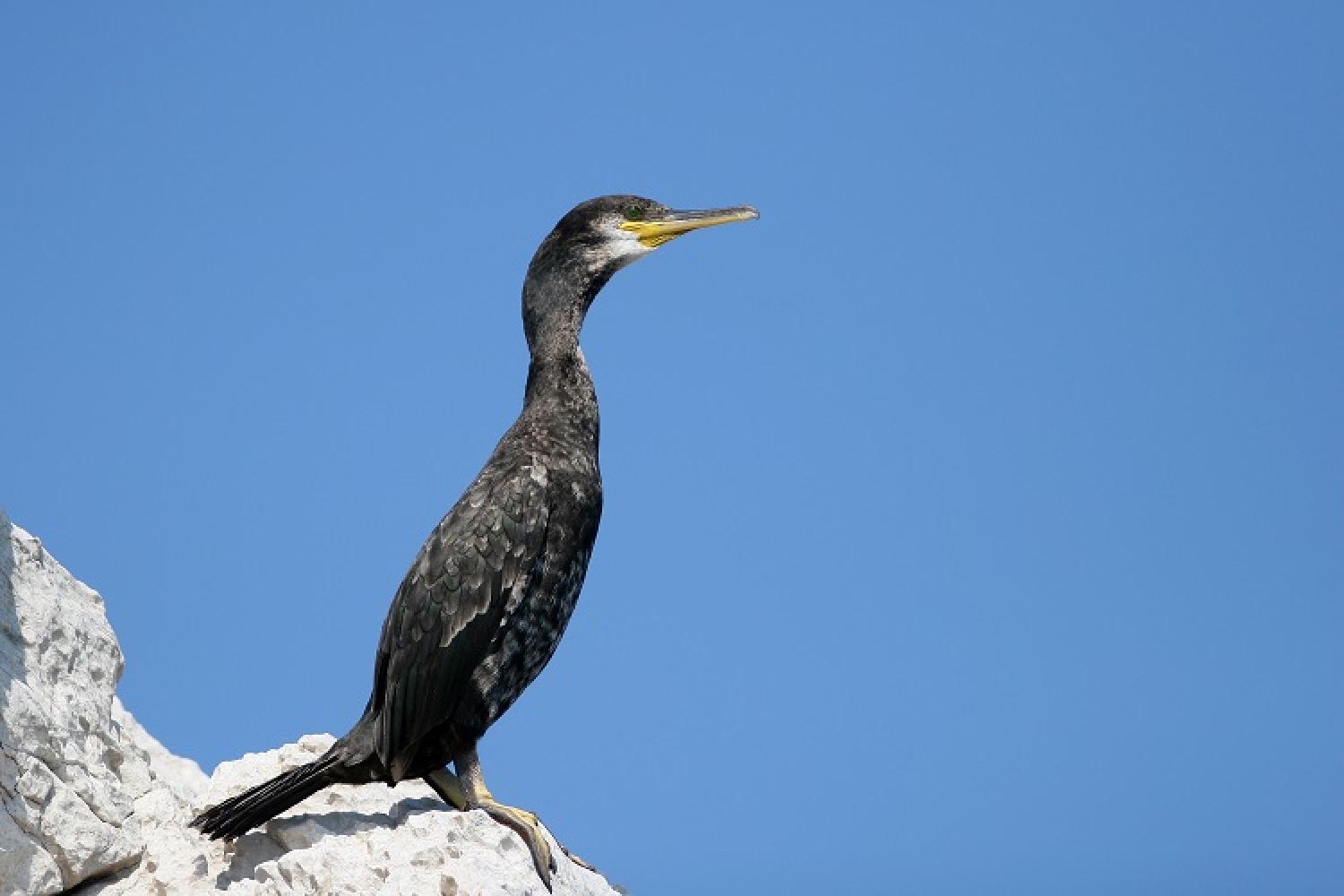 1-cormoran-huppe-jp-durand-pncal-calanques-marseille-cassis-la-ciotat.jpg