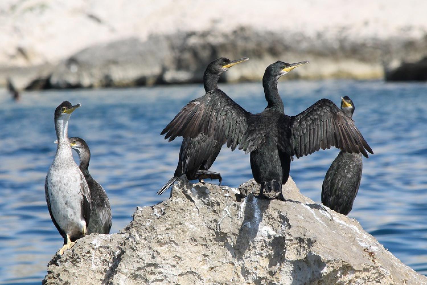 2-cormoran-huppe-calanques-marseille-cassis-la-ciotat.jpg