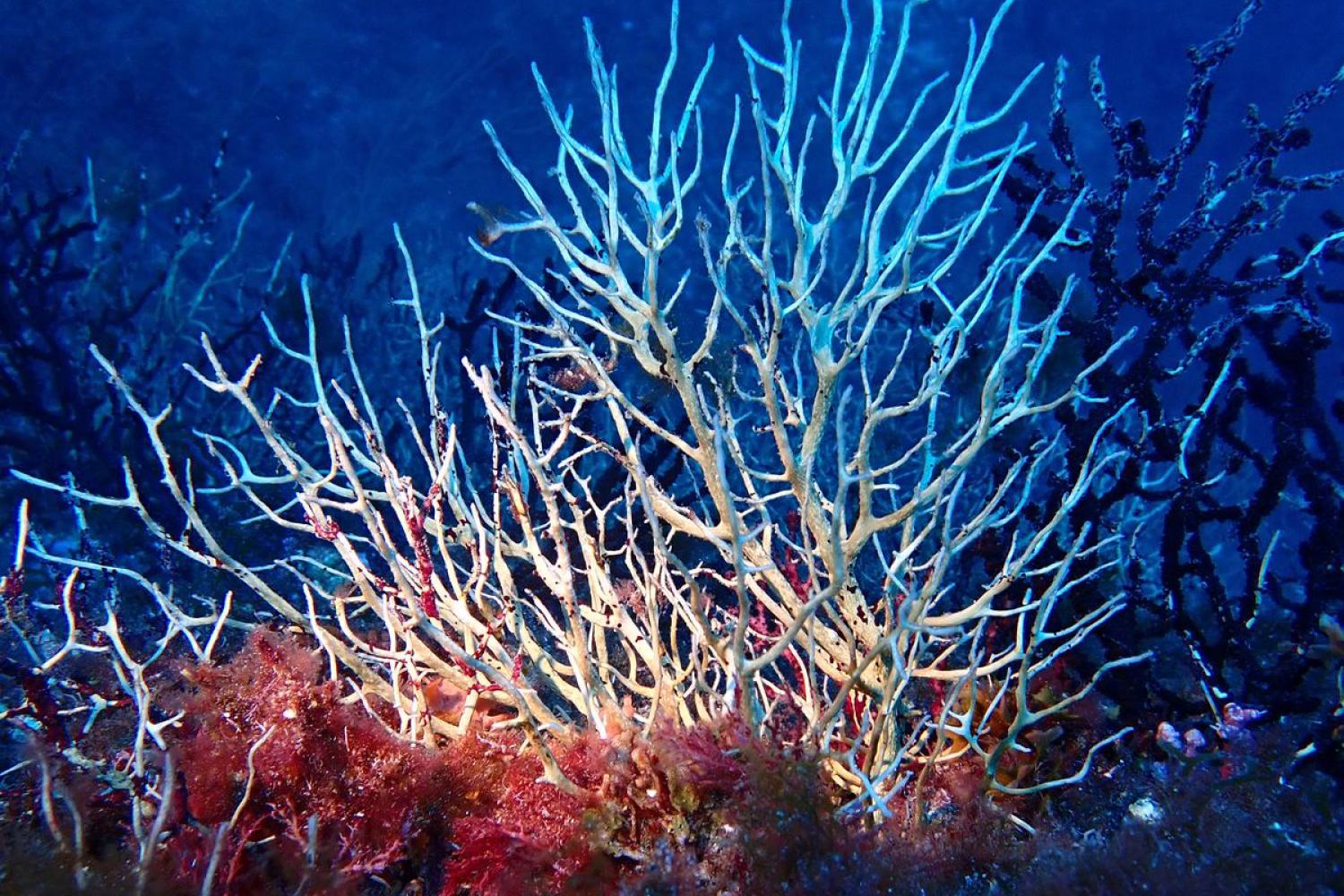 Gorgone rouge nécrosée