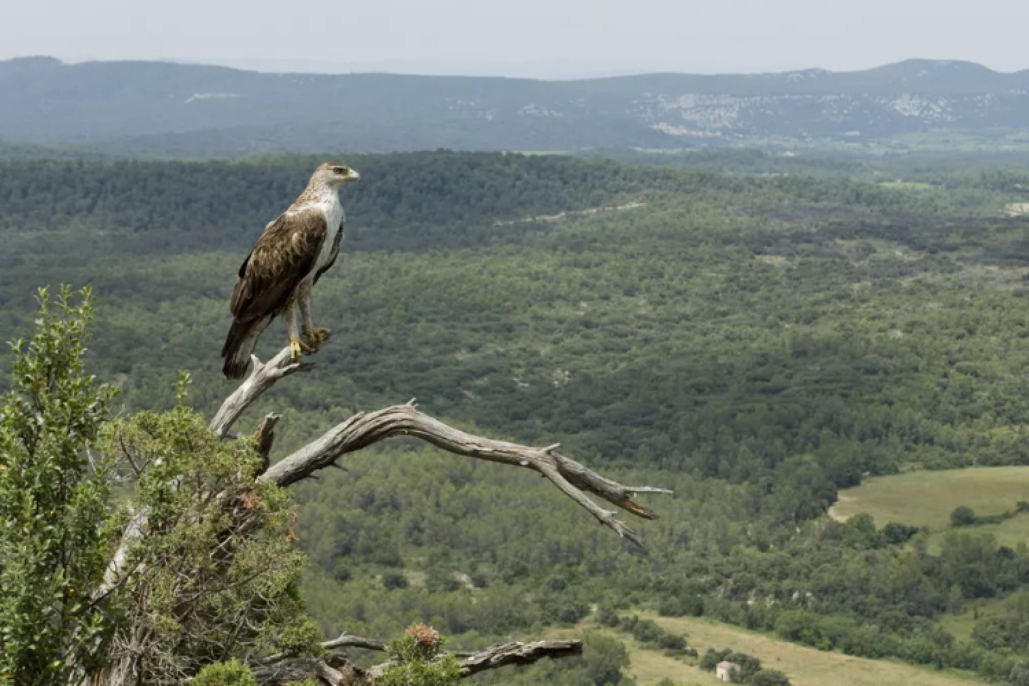 Aigle de bonelli, le prince des garrigues