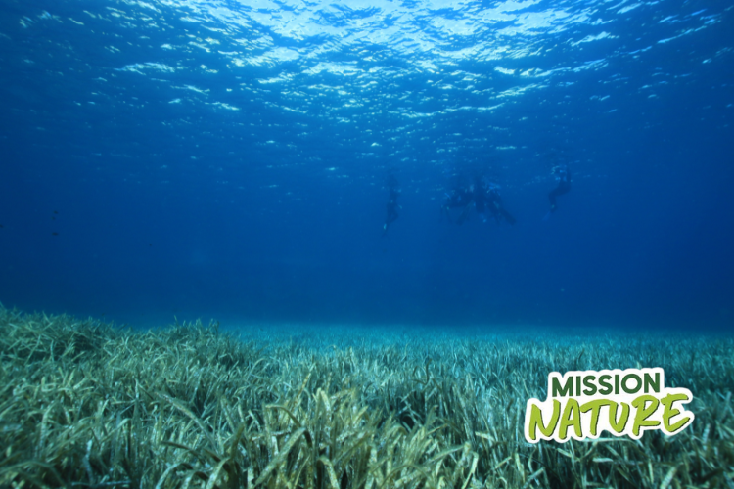 Petits fonds marins du Muge