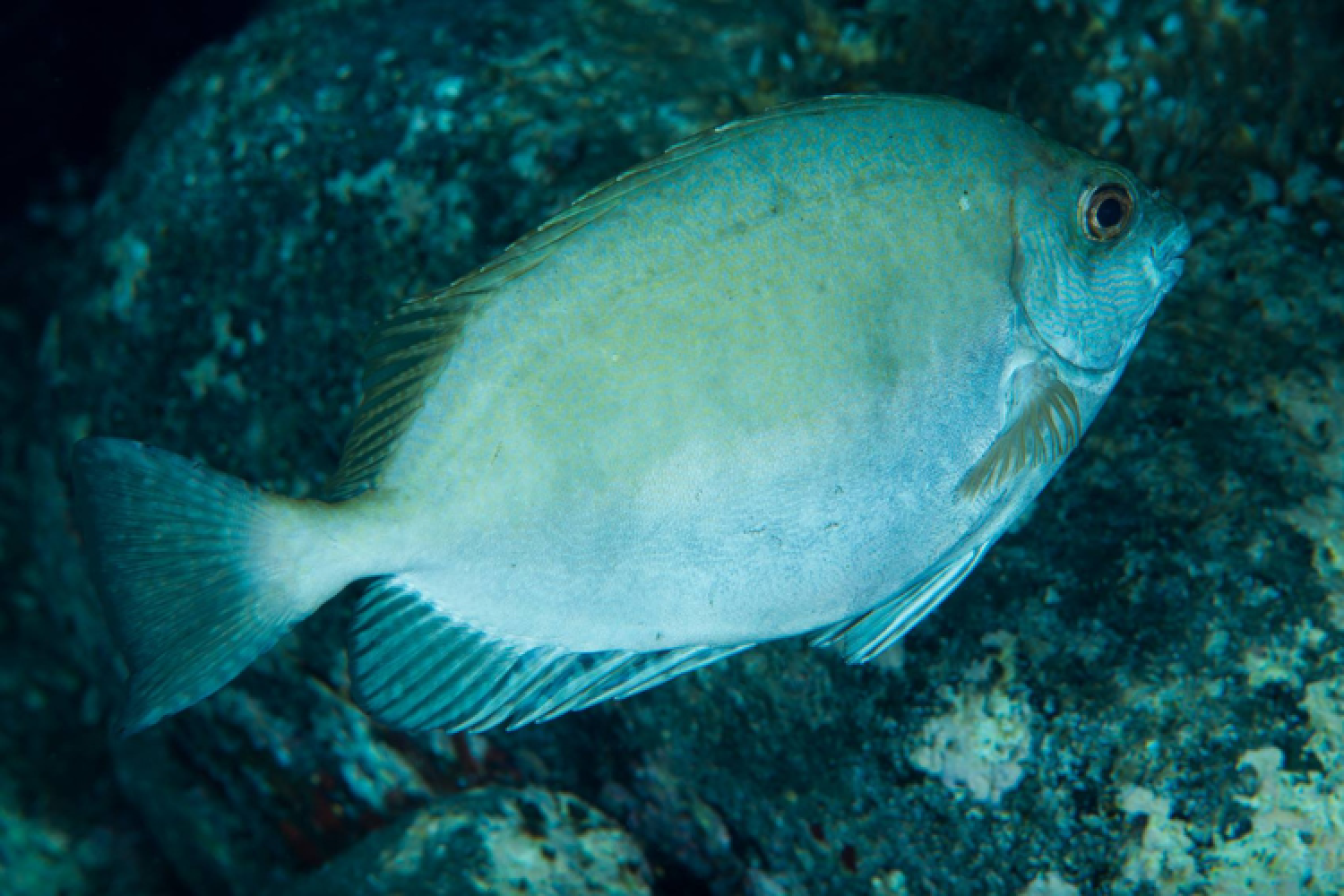 Poisson lapin © G.B. Ombrello
