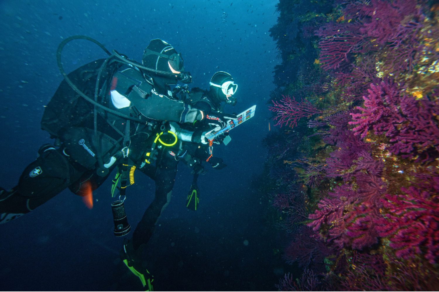 Suivi scientifique des gorgonnes rouges