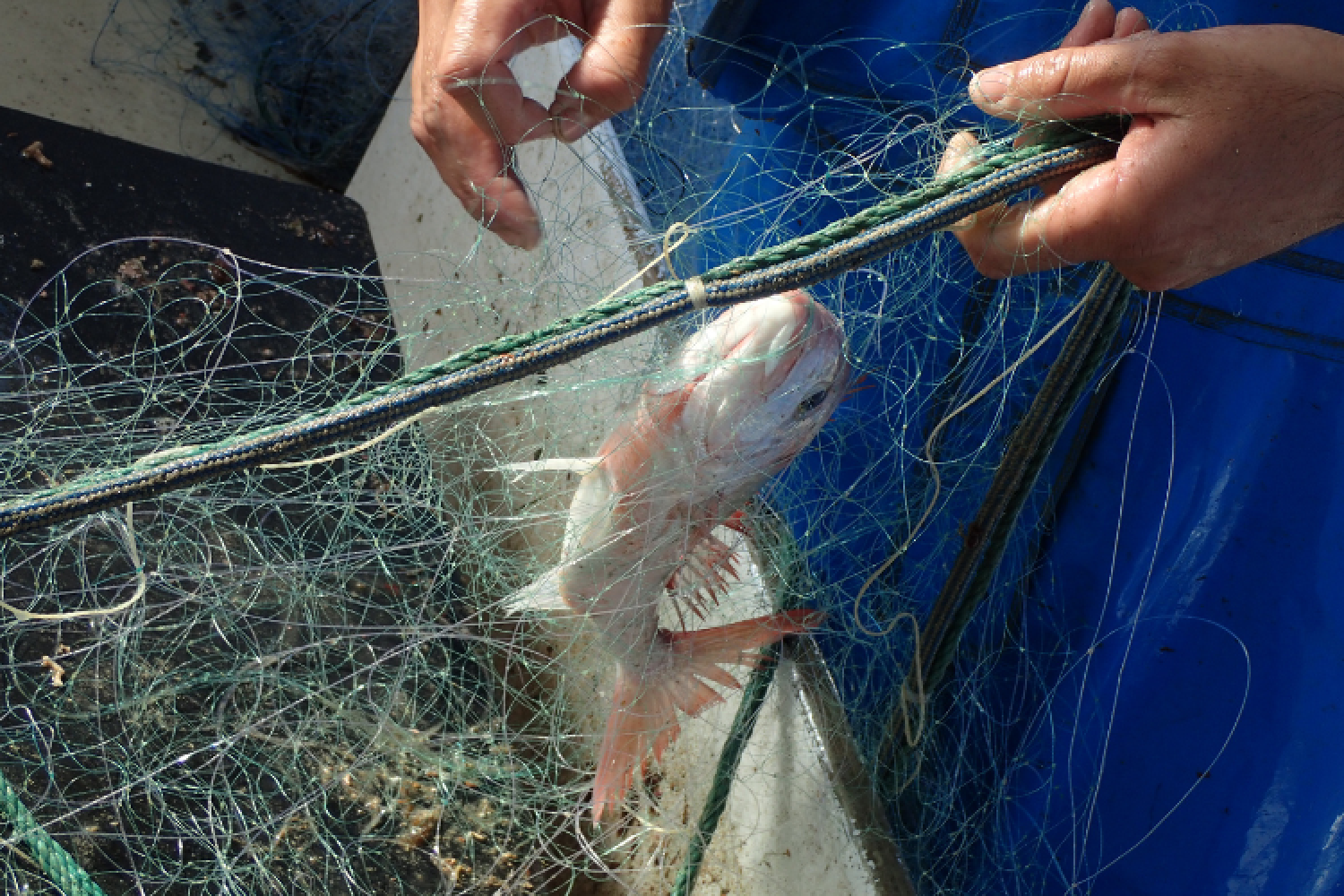 Capture dans les filets © Maxime Bérenger