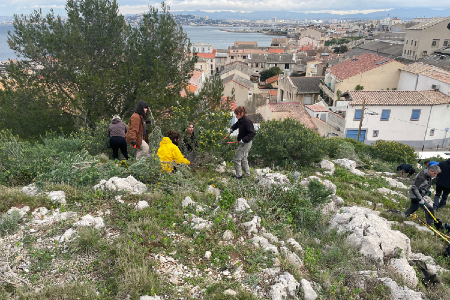 Chantier d'arrachage de luzerne arborescente au Mont-Rose
