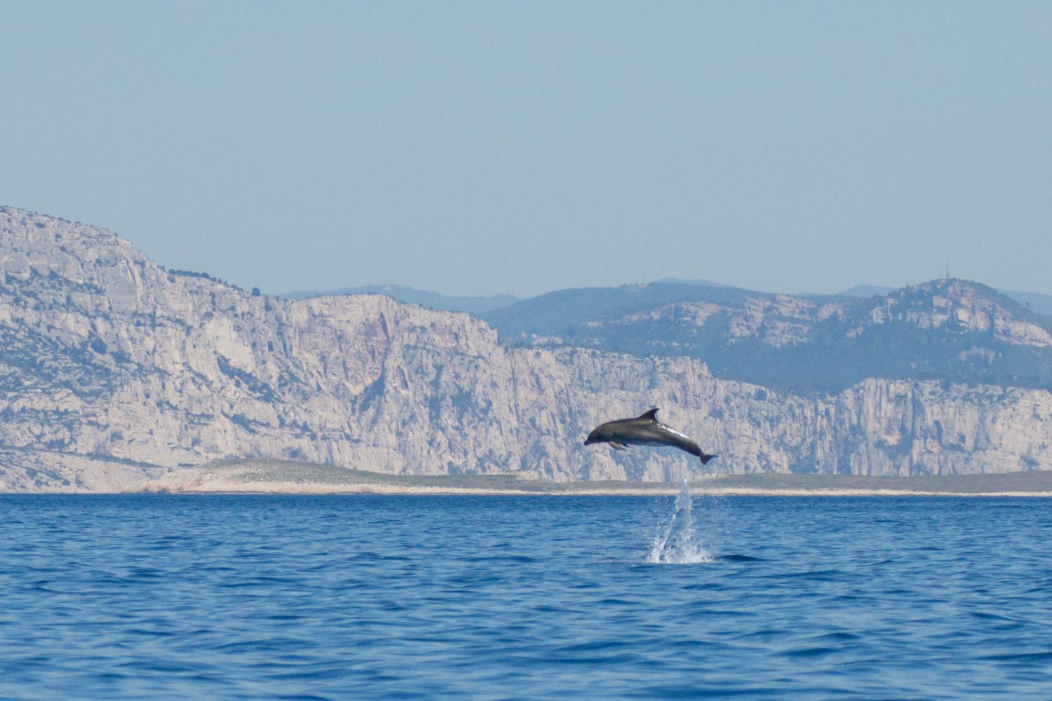 2_grand_dauphin_dans_les_calanques_c_julie_jourdan_gecem.jpg