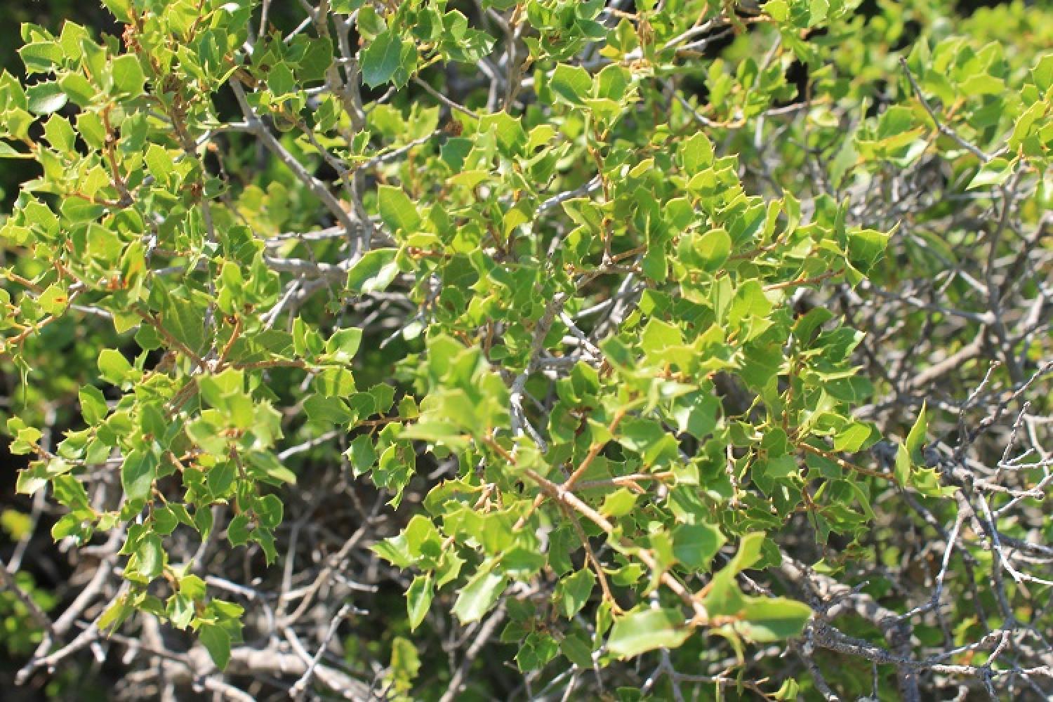 3_chene_kermes_quercus_coccifera_as.jpg