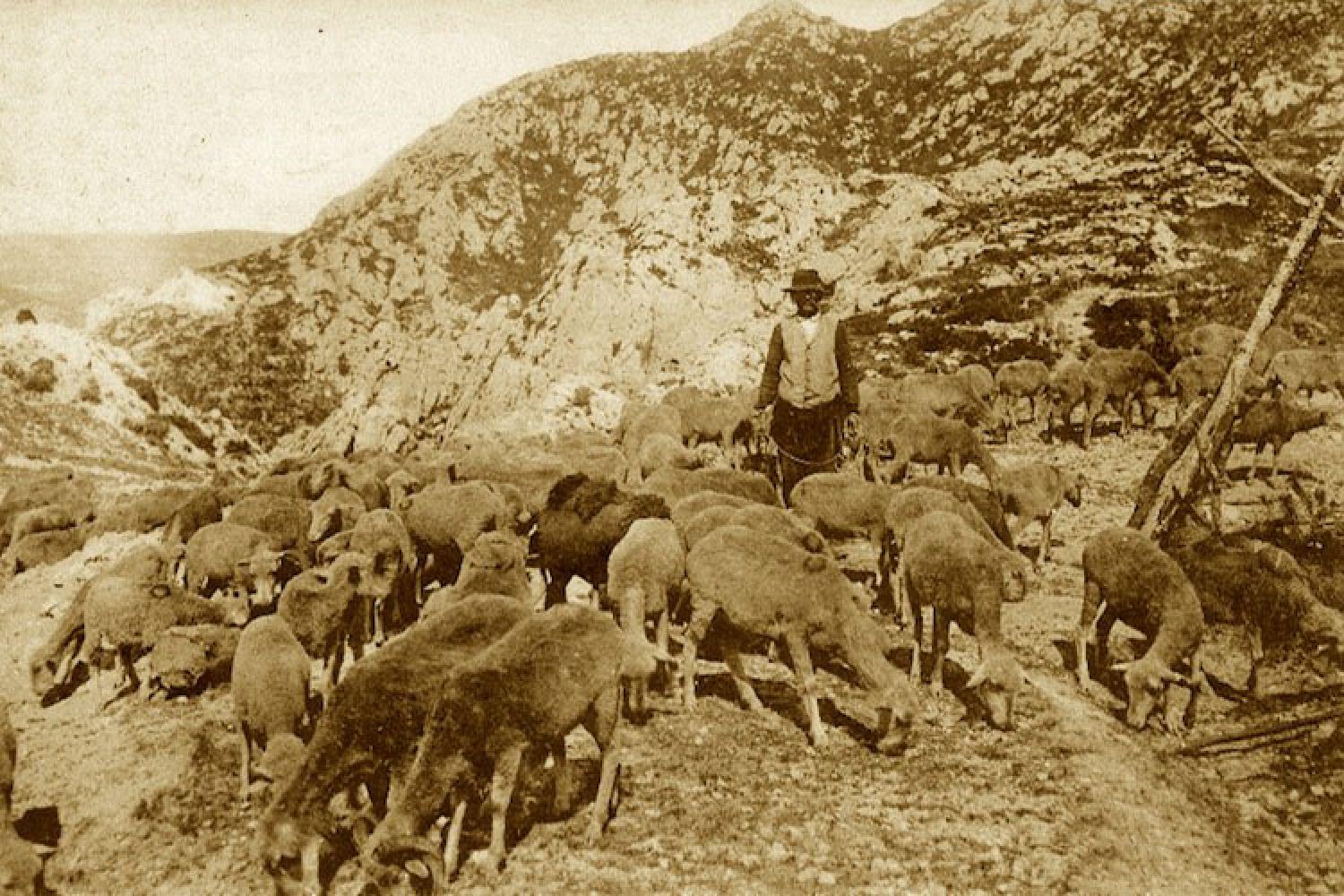 4-berger-et-ses-moutons-a-carpiagne-carte-ancienne.jpg