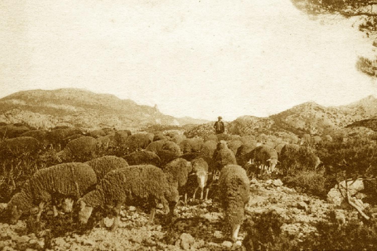 5-berger-et-ses-moutons-a-marseilleveyre-carte-ancienne.jpg