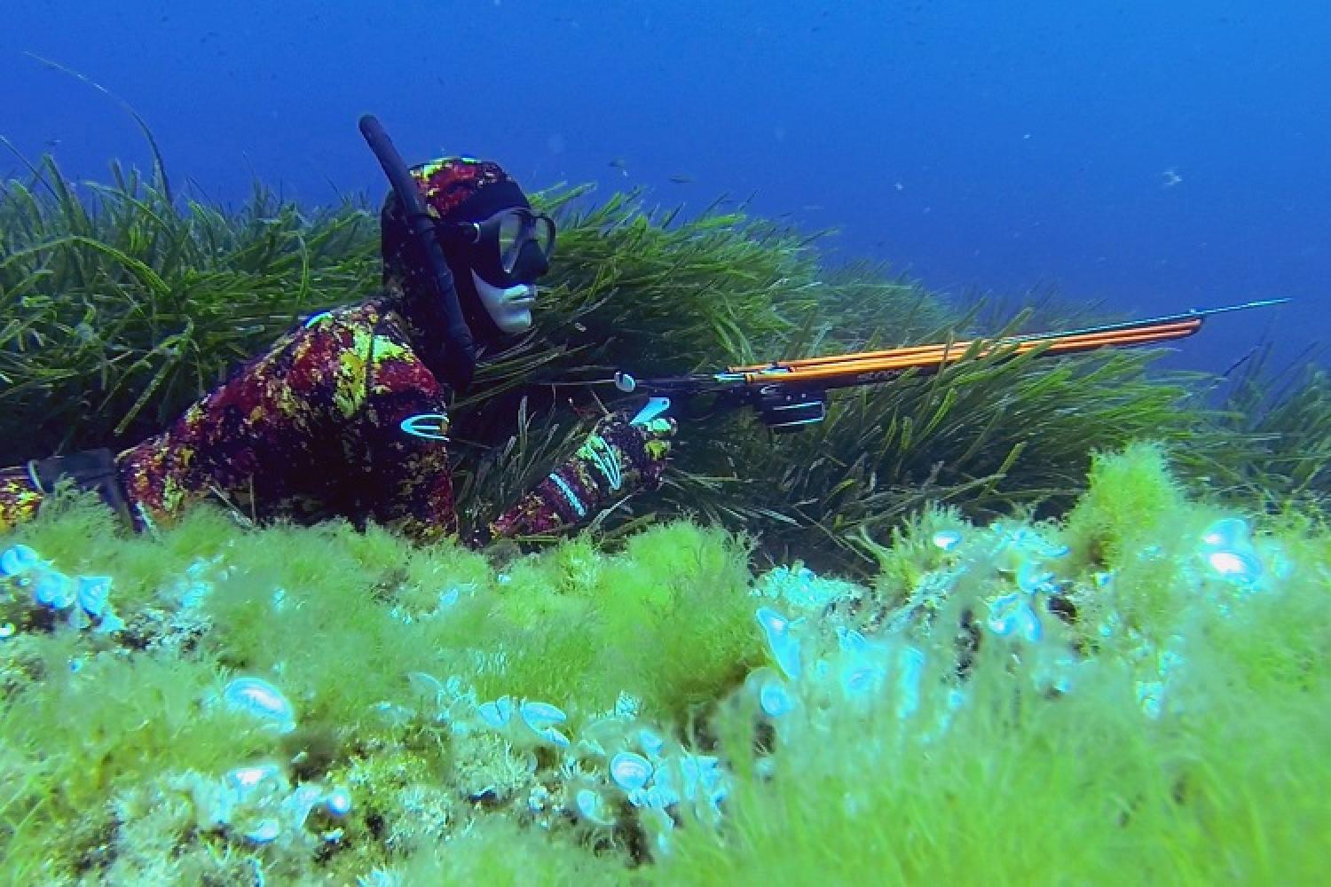 Chasse sous-marine en Provence - Les autres poissons