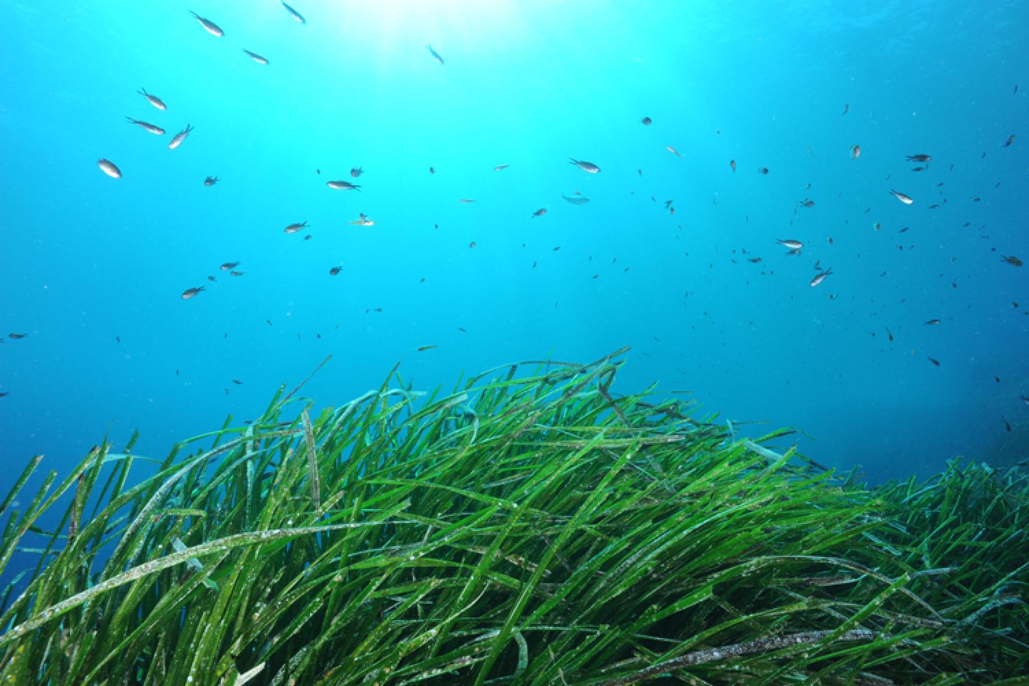 750500posidonia_oceanica_herbiers_de_posidonie_colivier_bianchimani_cconvention_9.jpg