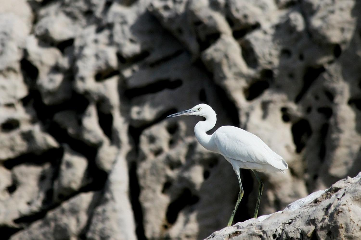 aigrette-garzette-jp-durand-pncal.jpg