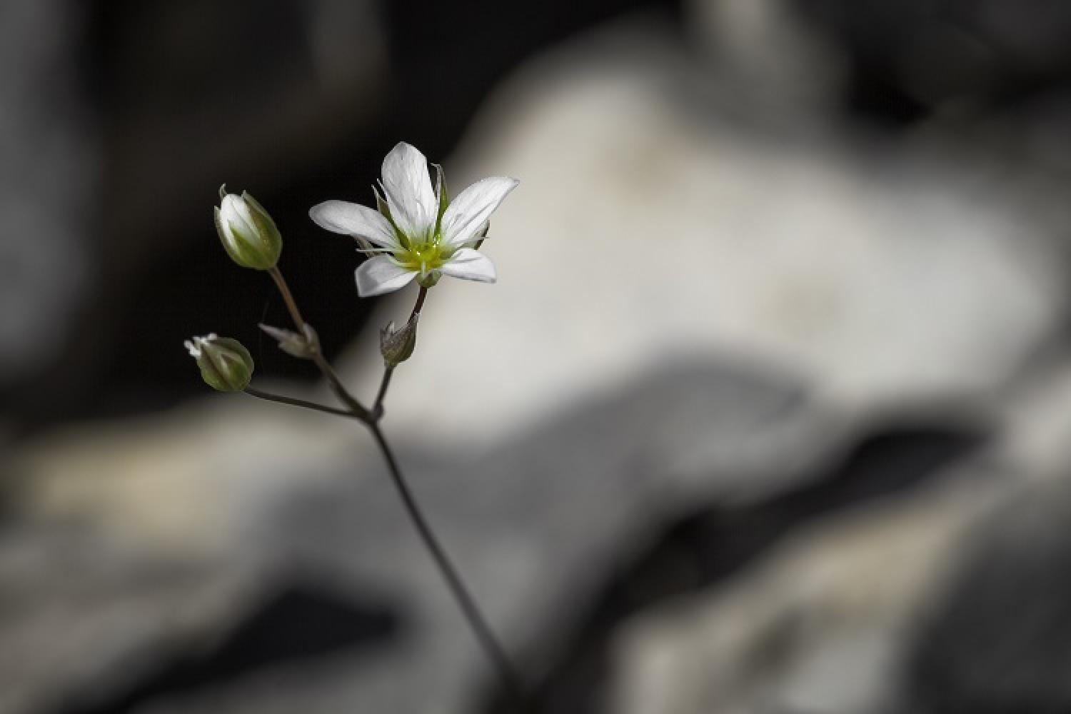 arenaria_provincialis_sabline_de_provence_macro_maxime_berenger.jpg