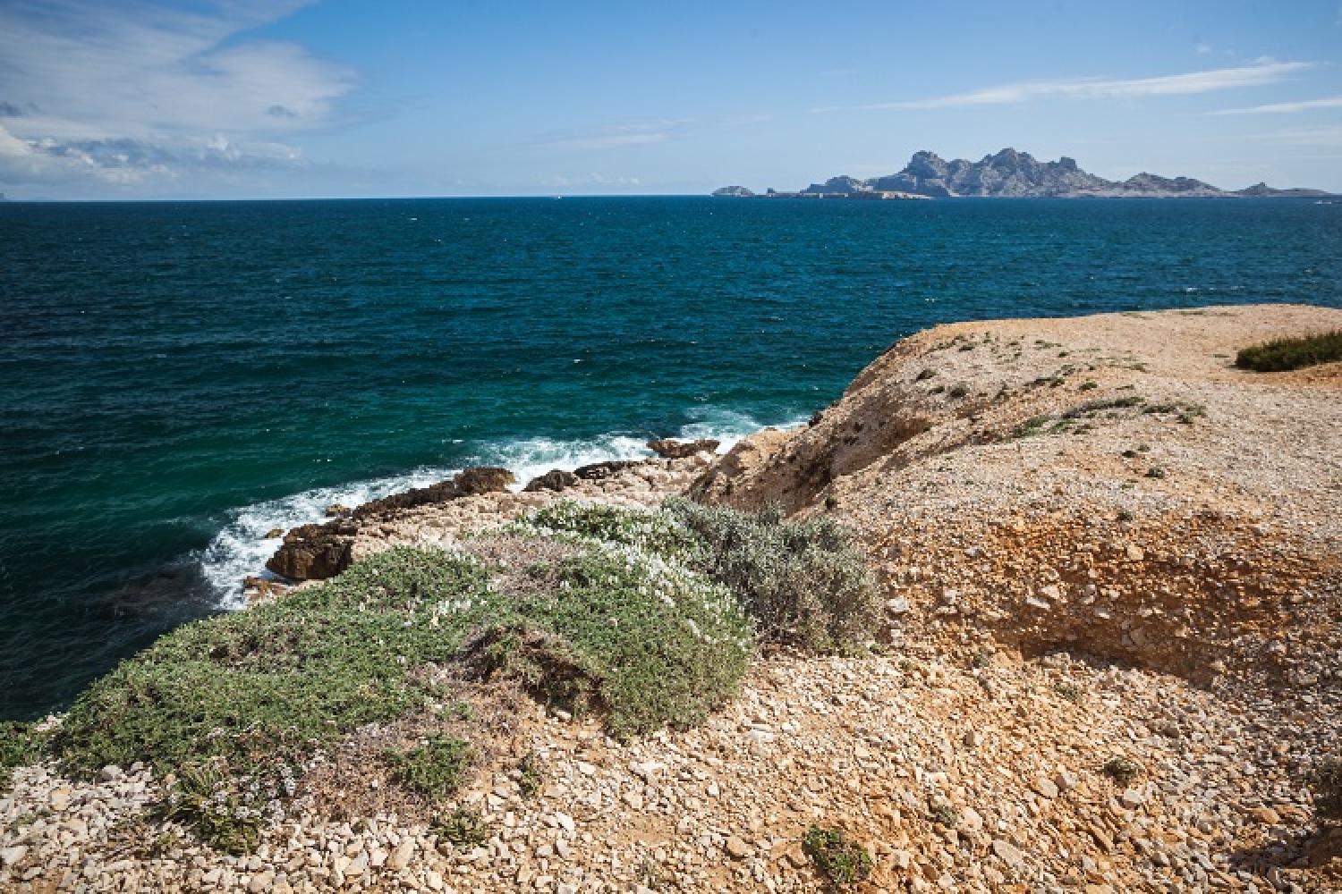 astragale_de_marseille_-_astragalus_tragacantha_-_maxime_berenger3.jpg