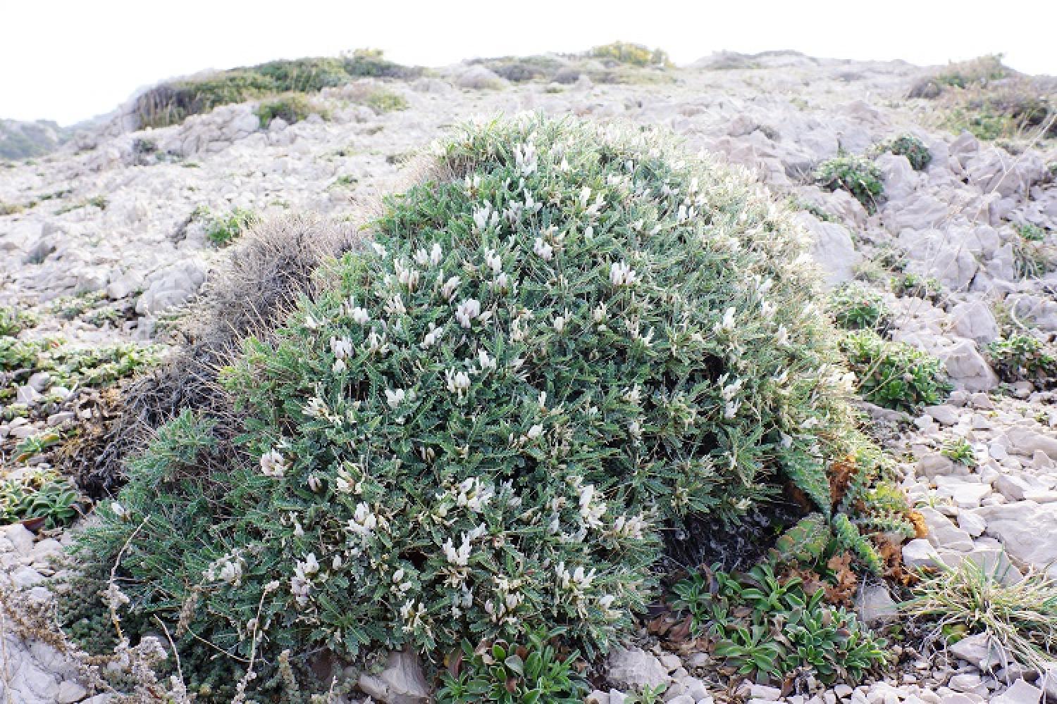 astragalus_tragacantha_-_astragale_de_marseille_c_pncal_celine_bellanger_1.jpg