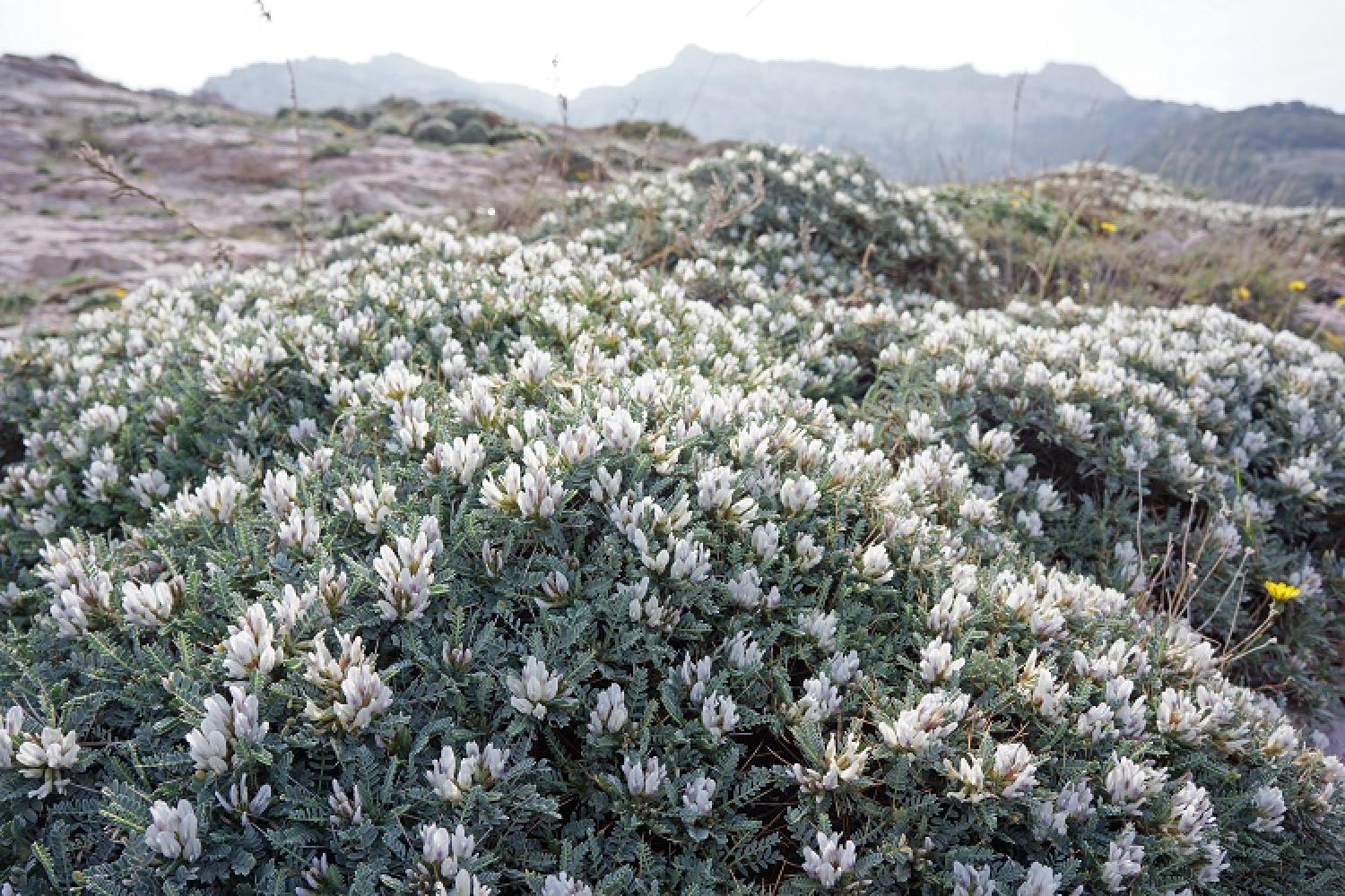 astragalus_tragacantha_-_astragale_de_marseille_c_pncal_celine_bellanger_6.jpg