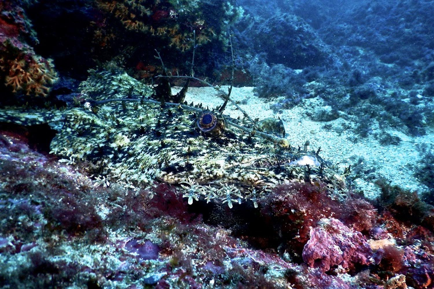 baudroie-pncal-parc-national-calanques-marseille-cassis-la-ciotat.jpg