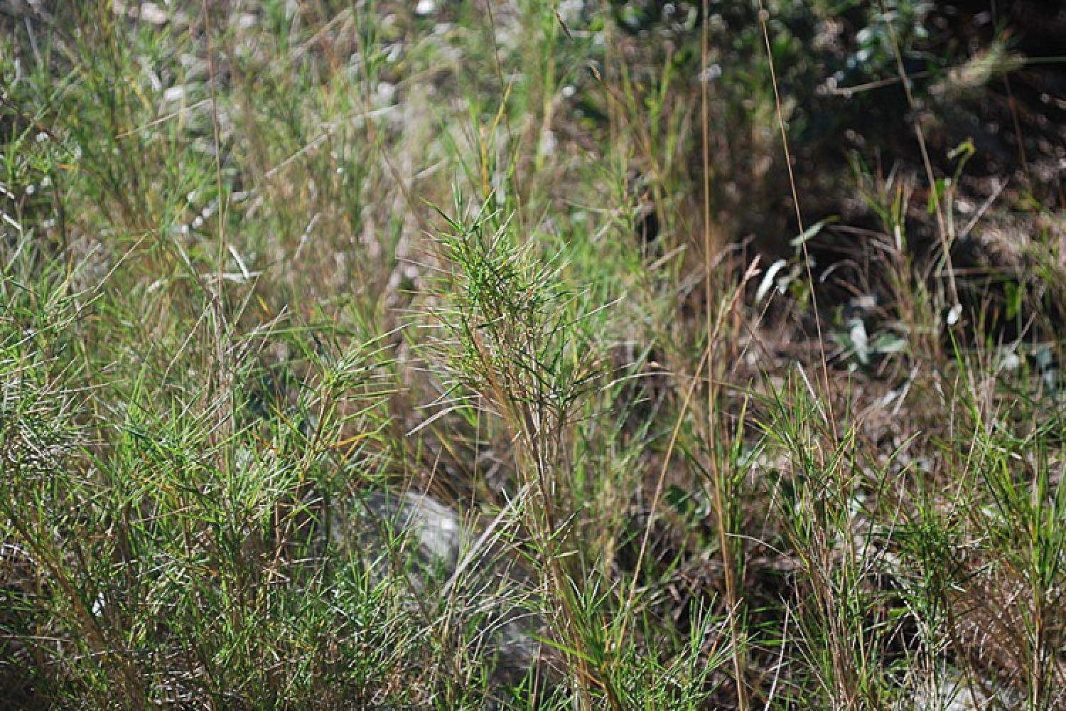 brachypodium_retusum_-_brachypode_rameux_-_02_-_copie.jpg