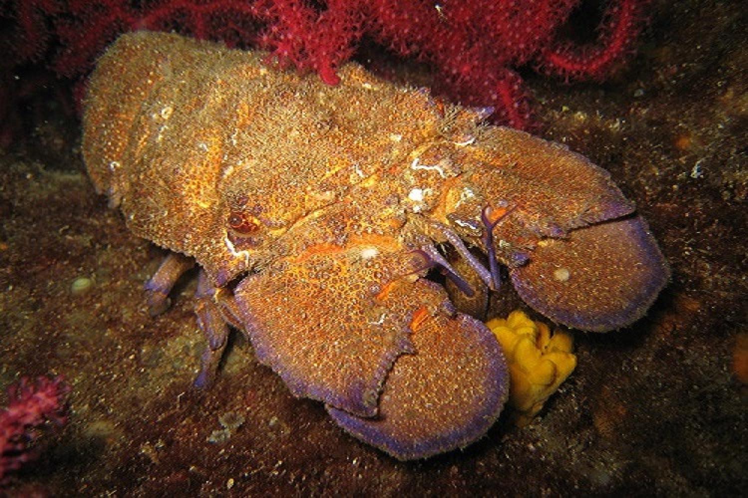 Slipper discount lobster lobsters