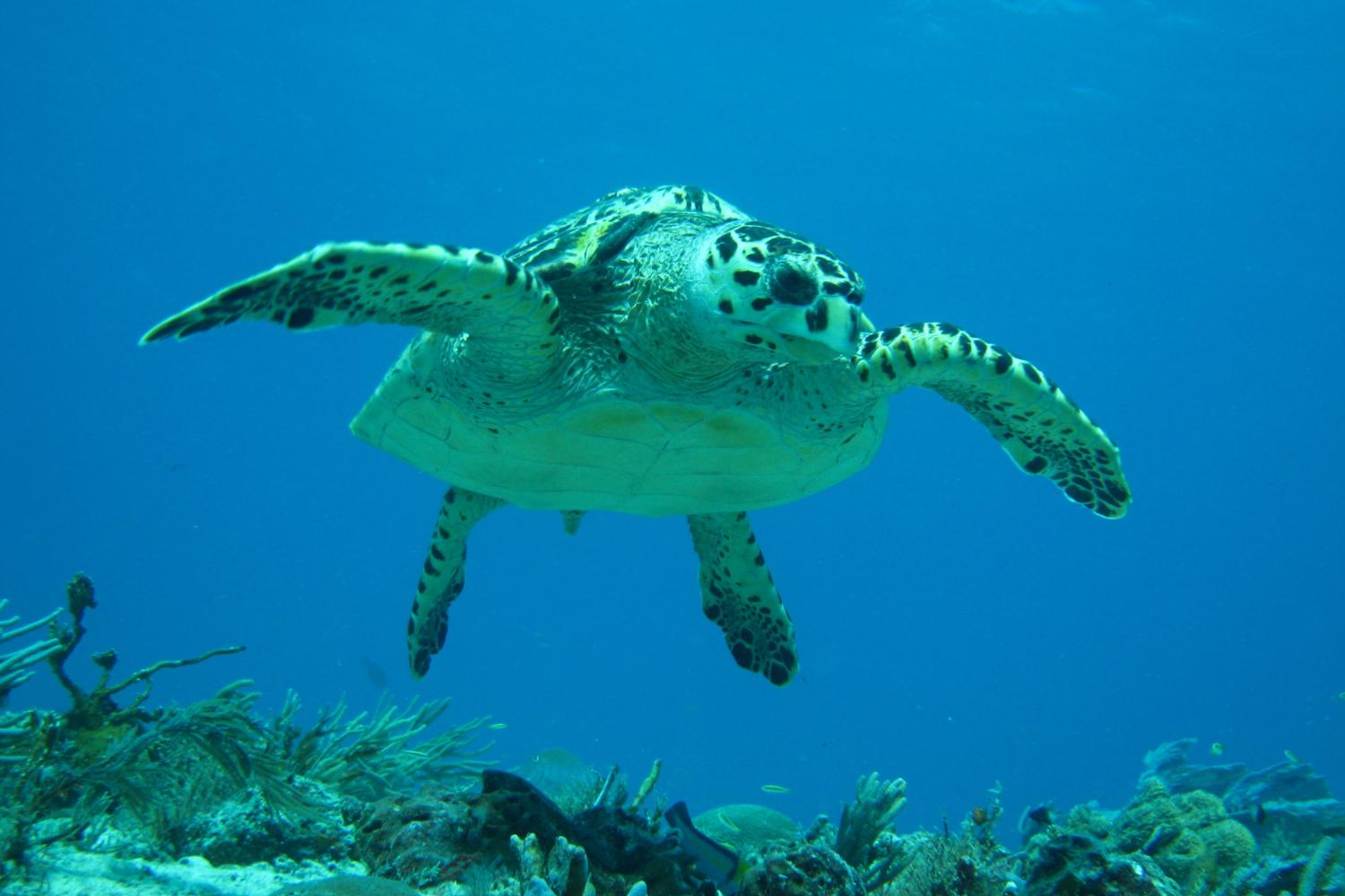 caretta_caretta_playa_hmennella6.jpg