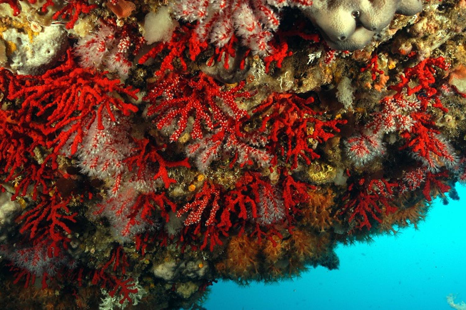 Red coral  Parc national des calanques