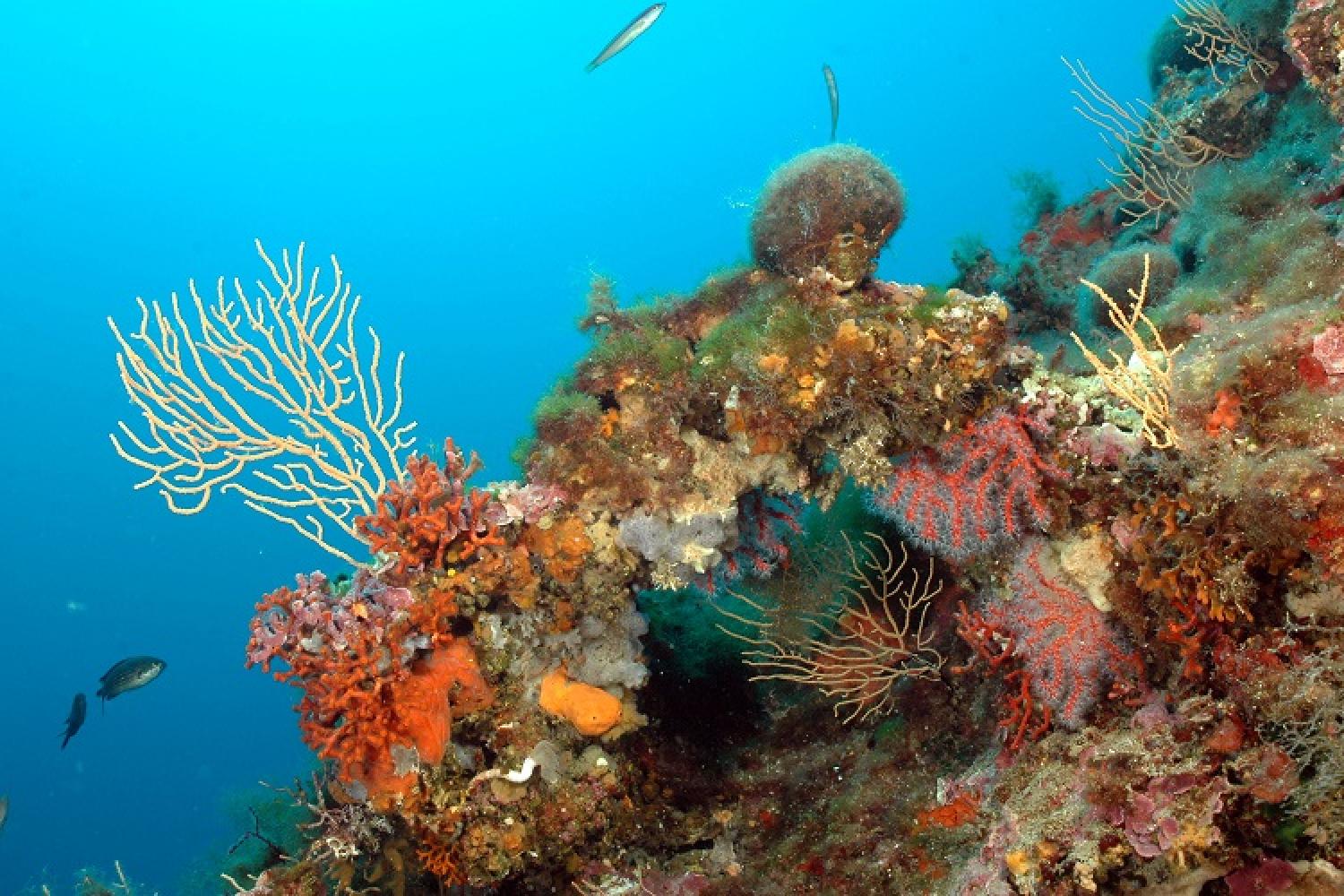 coralligene-o-bianchimani-calanques-marseille-cassis.jpg