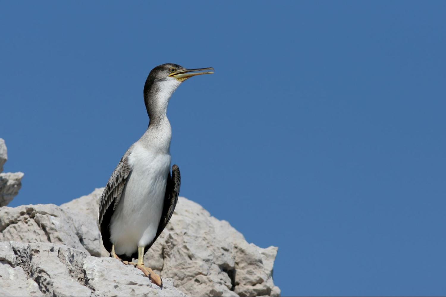 cormoran_huppe_de_mediterranee_jp_durand_1_cen.jpg