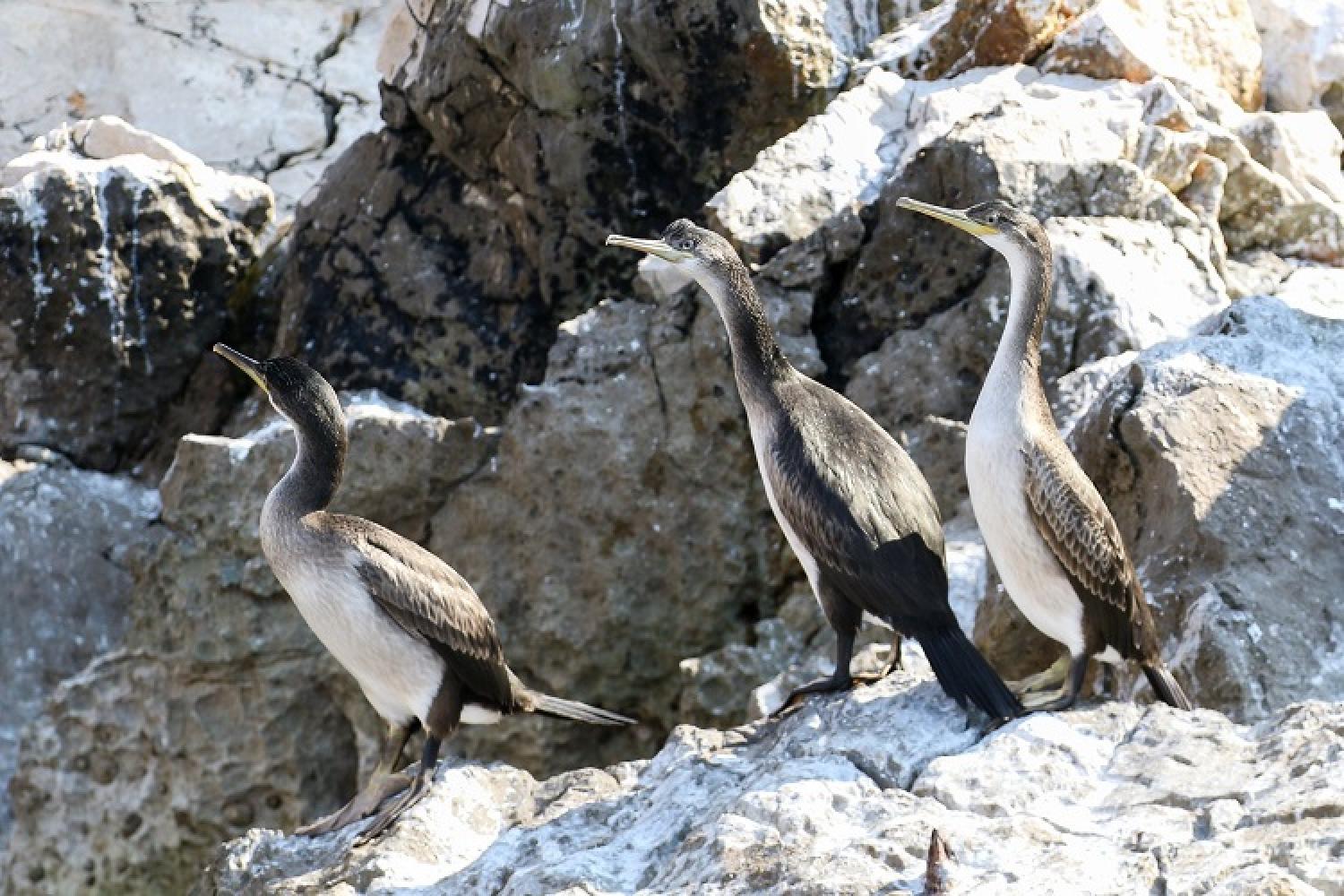 cormorans-huppes-jp-durand-pncal.jpg