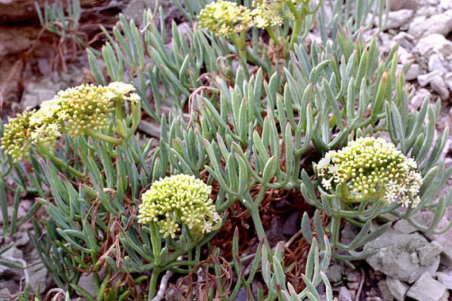 crithmum_maritimum_-_perce_pierre_02_-_copie.jpg