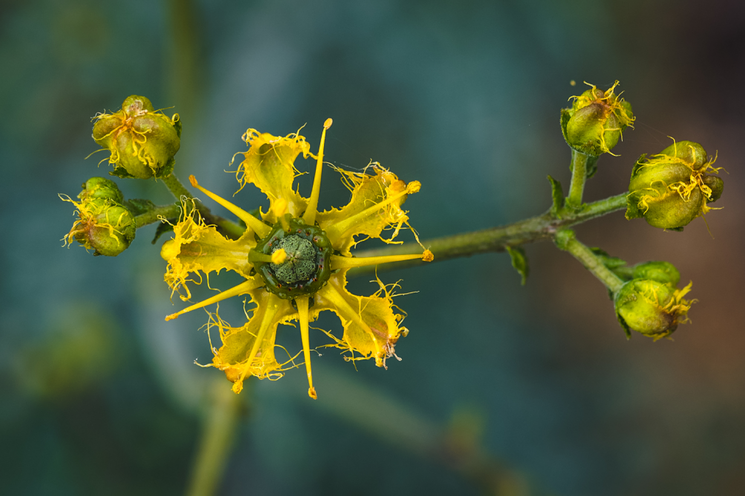 fleurs_de_rue_a_feuilles_etroites_-_maxime_berenger.png