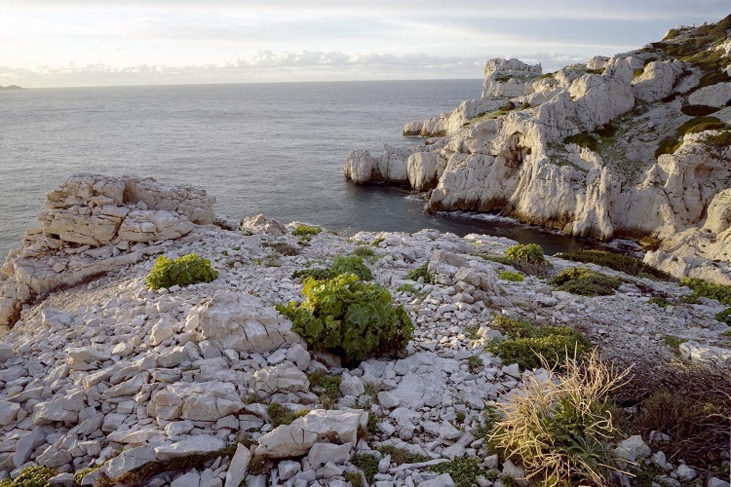 frioul-plantes-pointe-prichaud-parc-national-calanques-marseille-cassi-la-ciotat.jpg