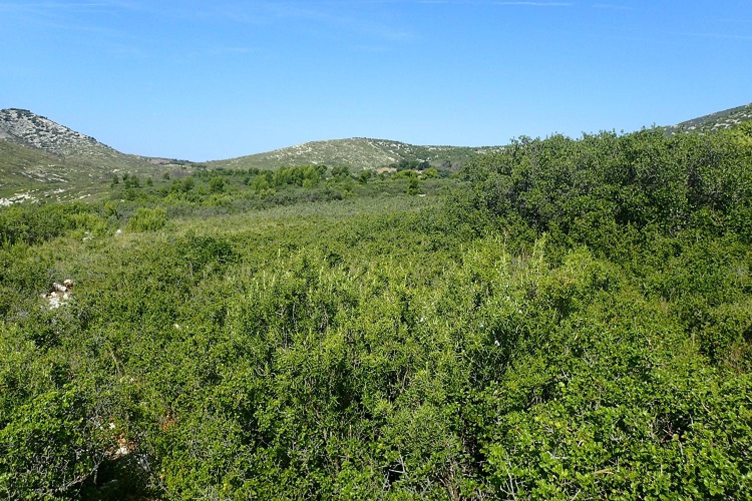 garrigue-calanques-marseille-cassis-la-ciotat.jpg