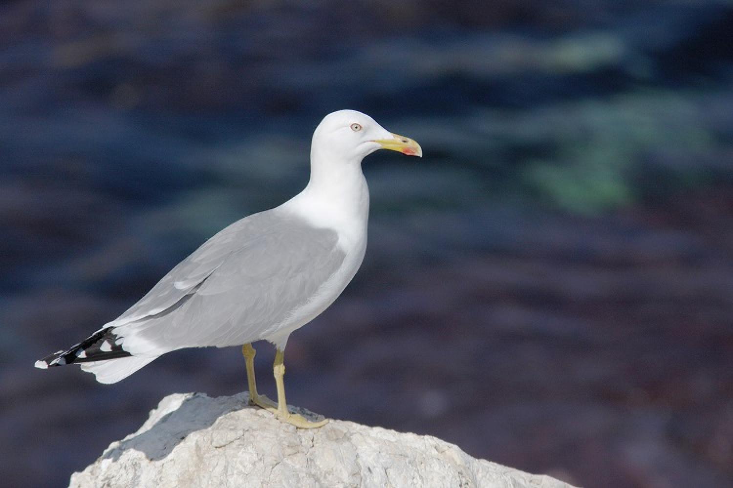 goeland-leucophee-gabian-1-jp-durand-calanques-marseille-cassis-la-ciotat.jpg