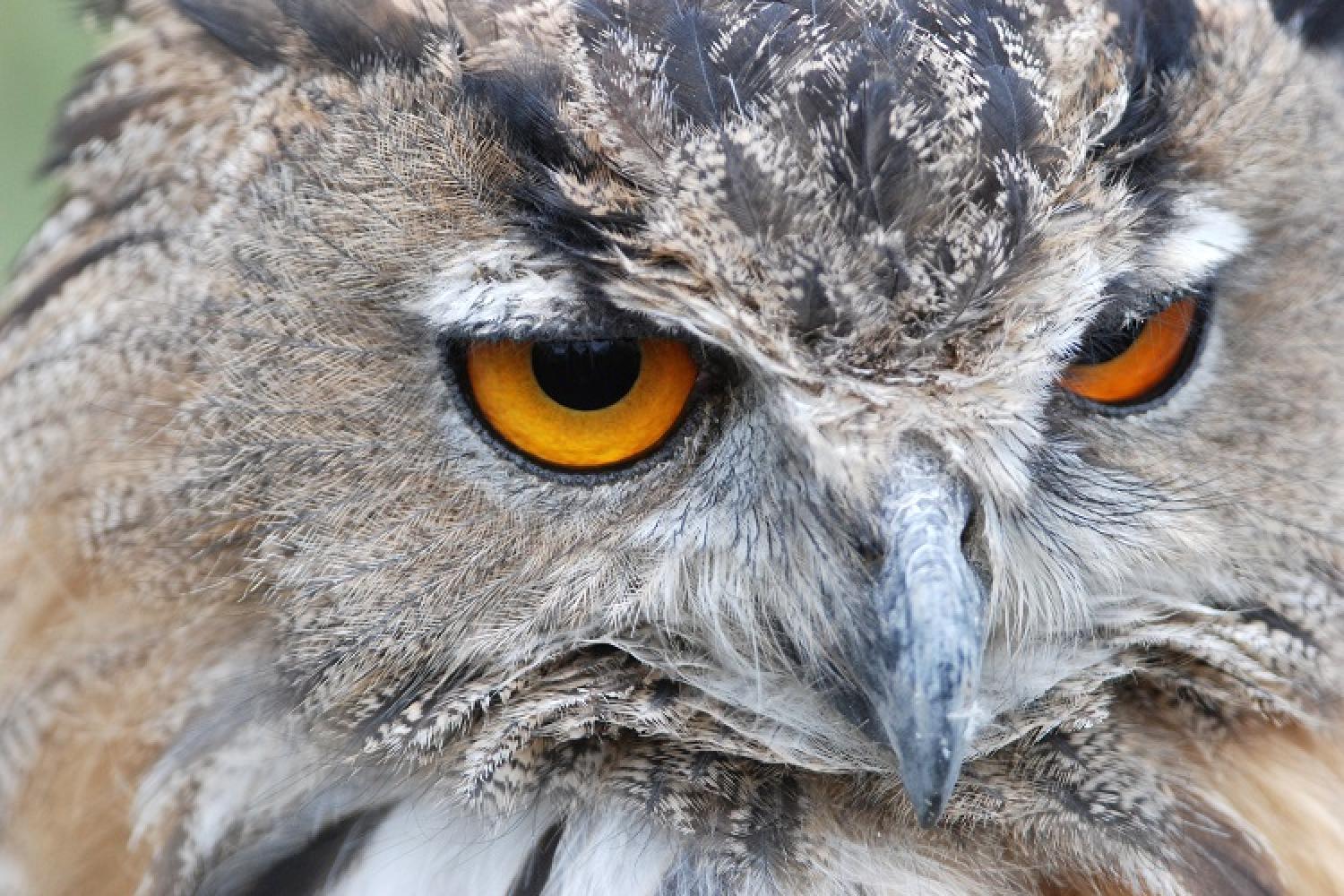 Le Hibou grand-duc : un des plus grands rapaces nocturnes d'Europe