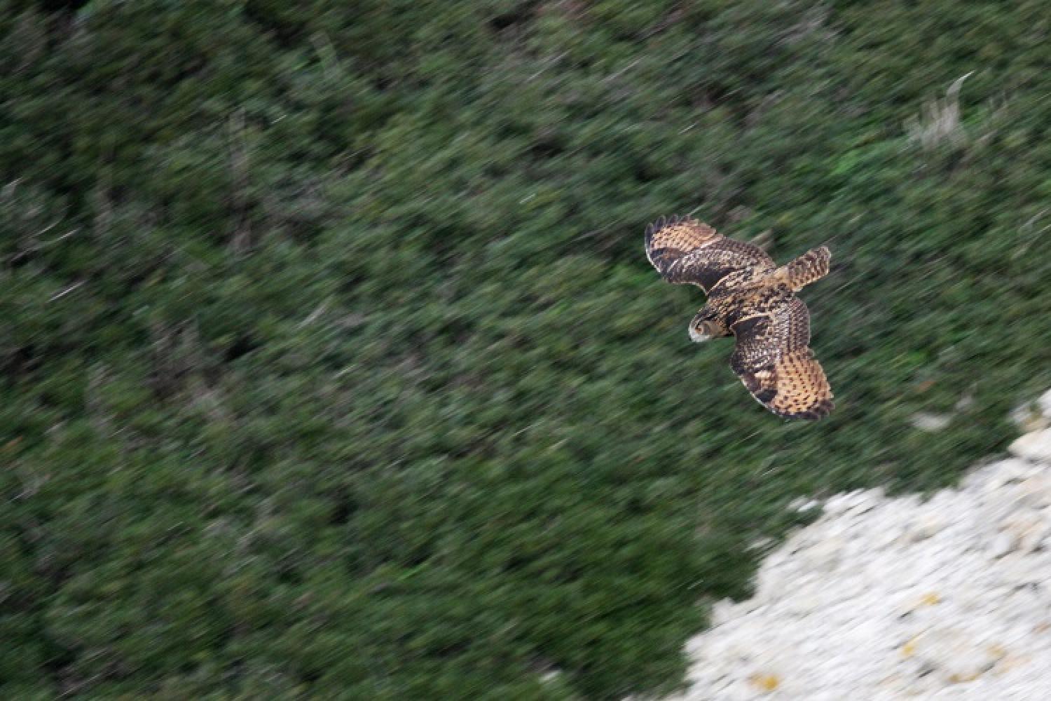 grand-duc-4-jp-durand-parc-national-calanques-marseille-cassis-la-ciotat.jpg