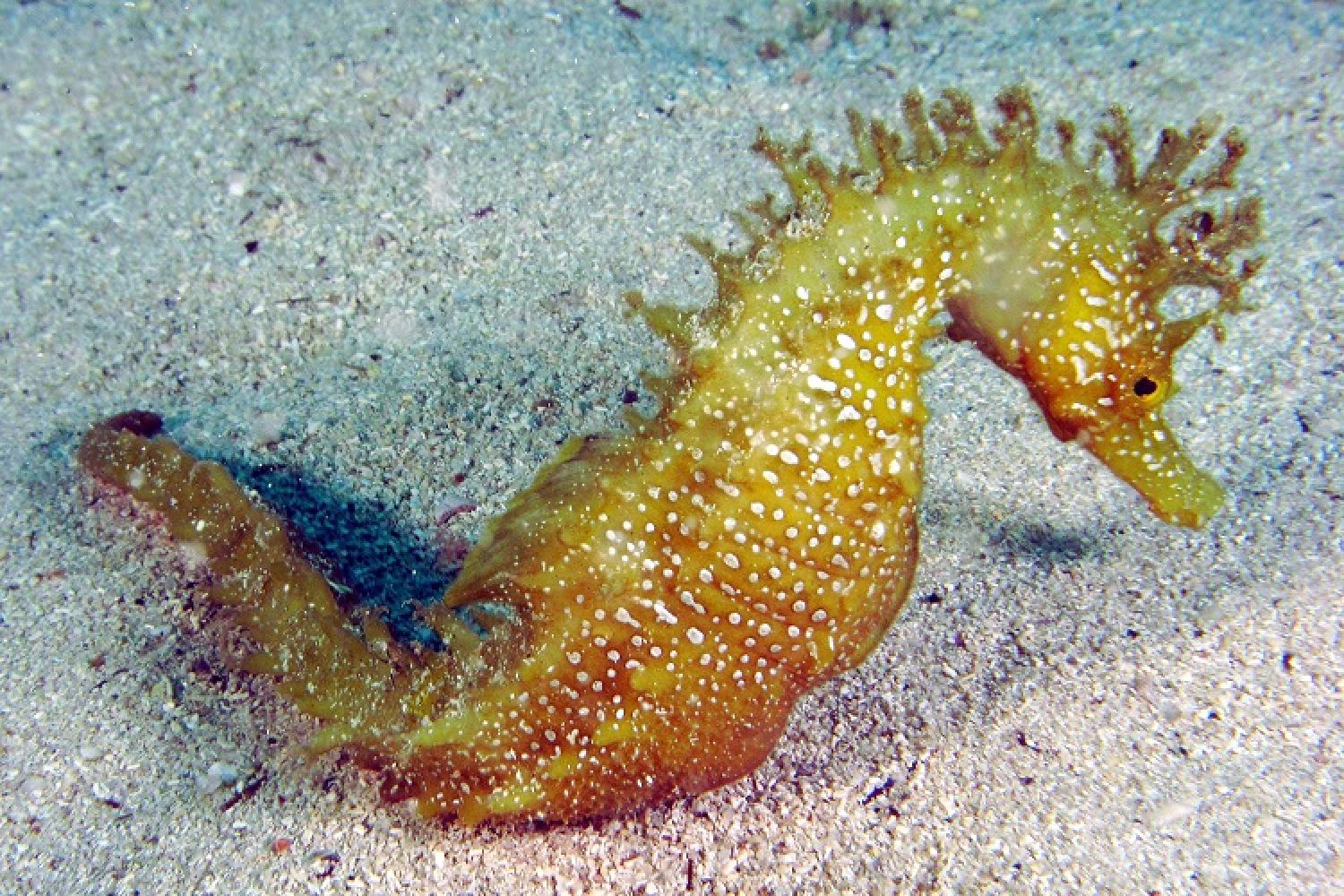 hippocampus_ramulosus_hmennella-convention_-_copie.jpg