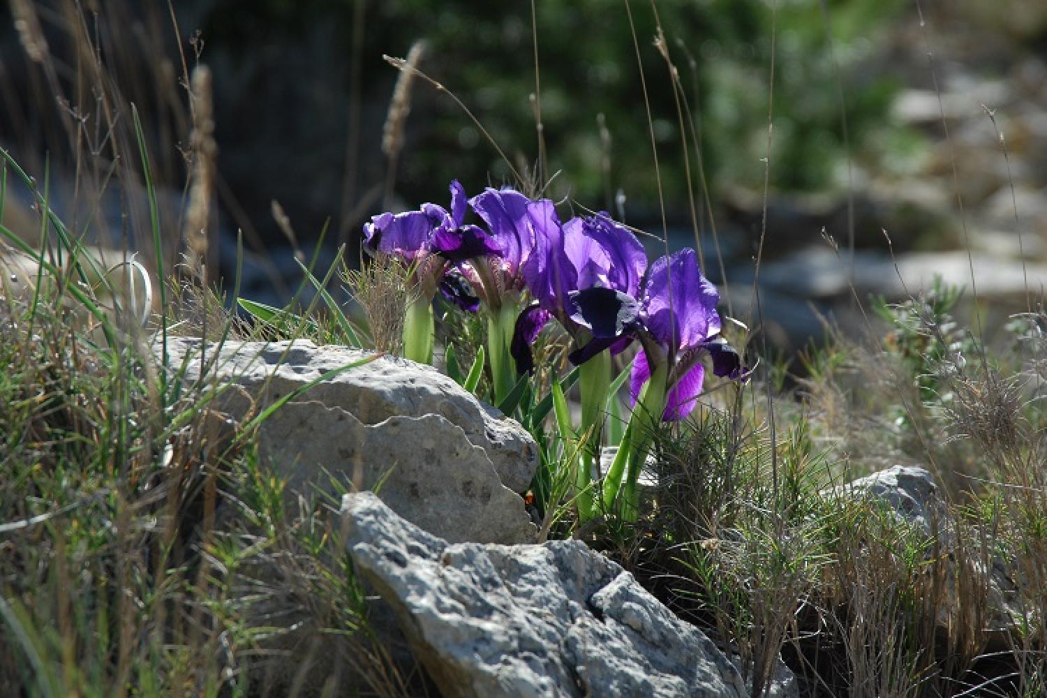 iris_lutescens_iris_nain2_ft.jpg