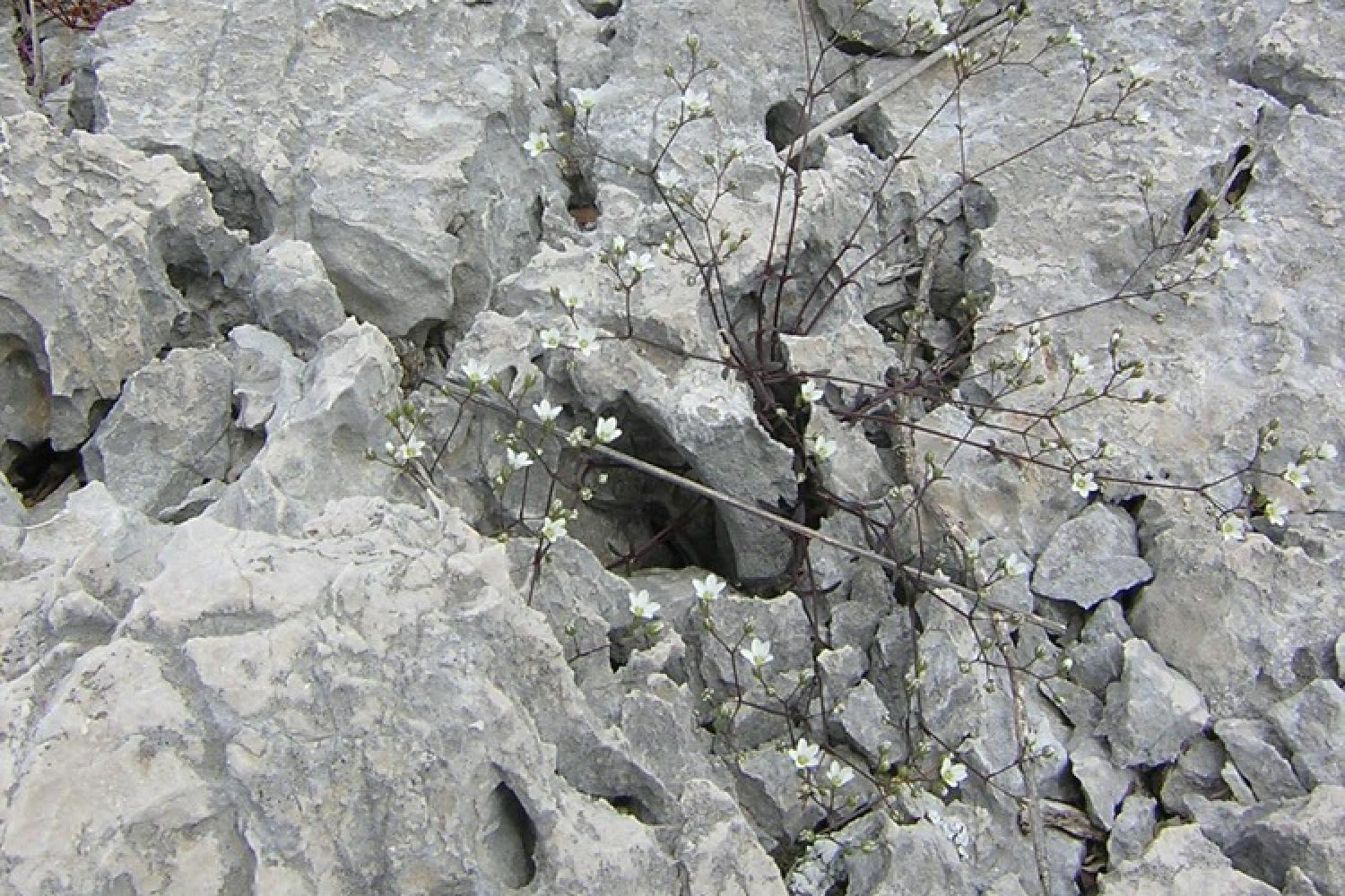 lapiaz-calanques-marseille-cassis.jpg