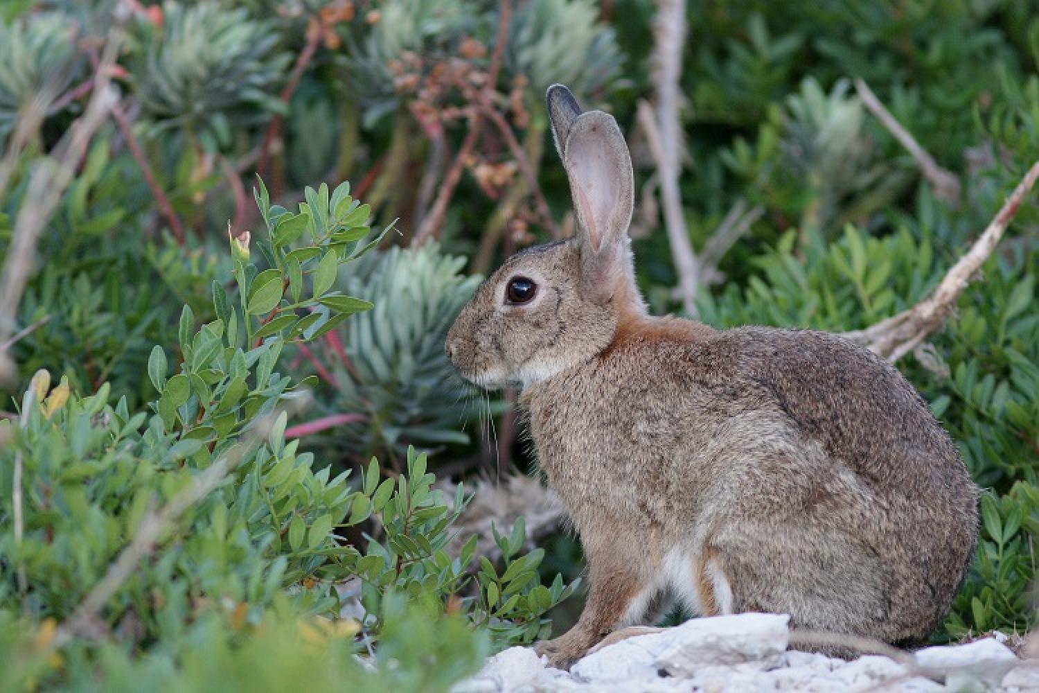 lapin-de-garenne-jp-durand-parc-national-calanques-marseille-cassis-la-ciotat.jpg