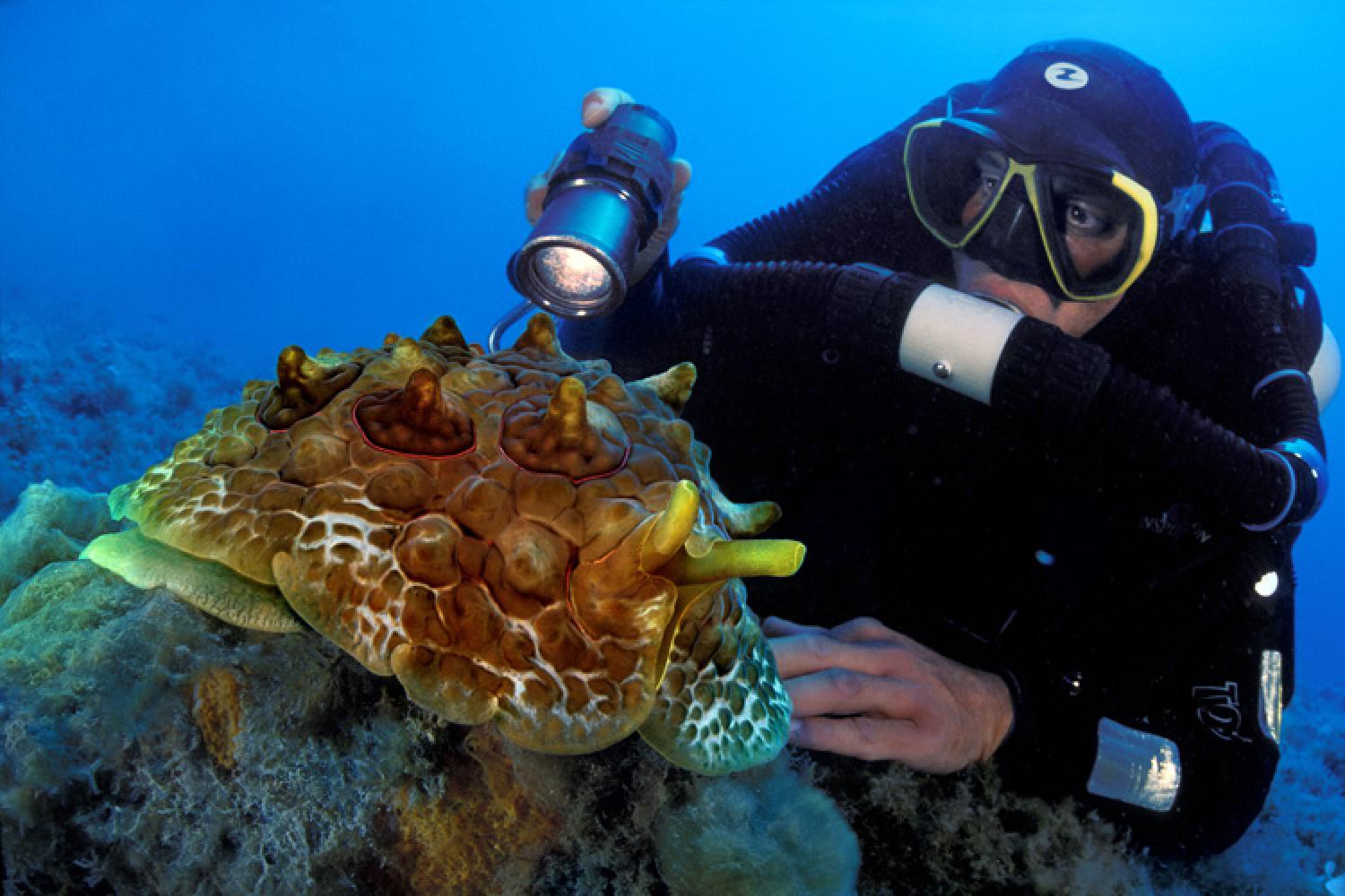 limace_de_merclaurent_ballesta_andromede_oceanologie_gombessa_5.jpg