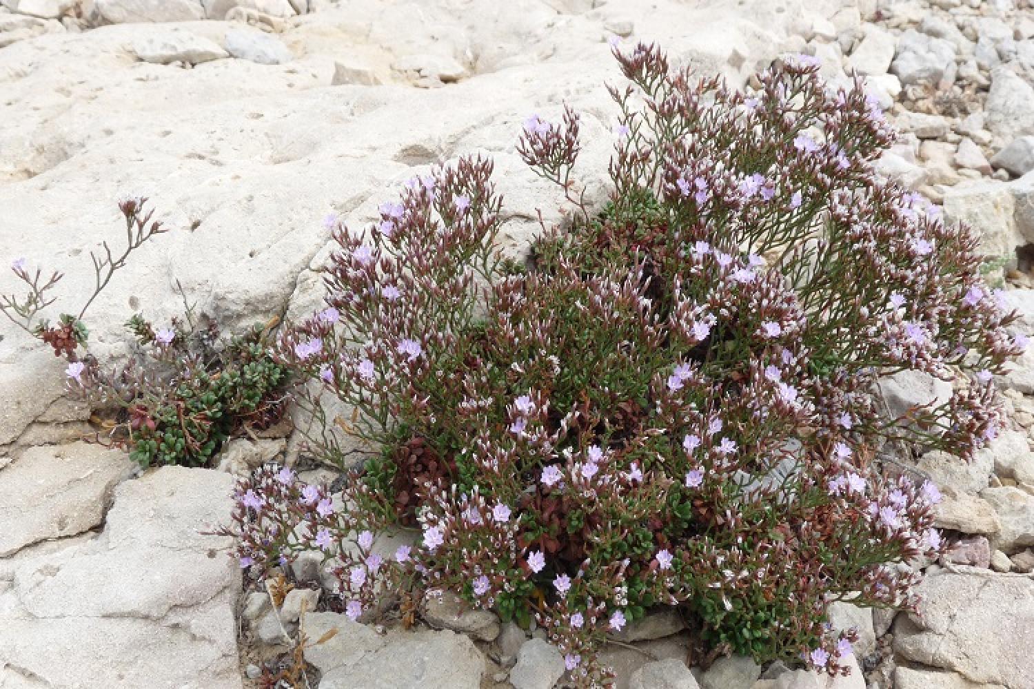 limonium_pseudominutum3_gipsaladelle_naine_de_provence.jpg