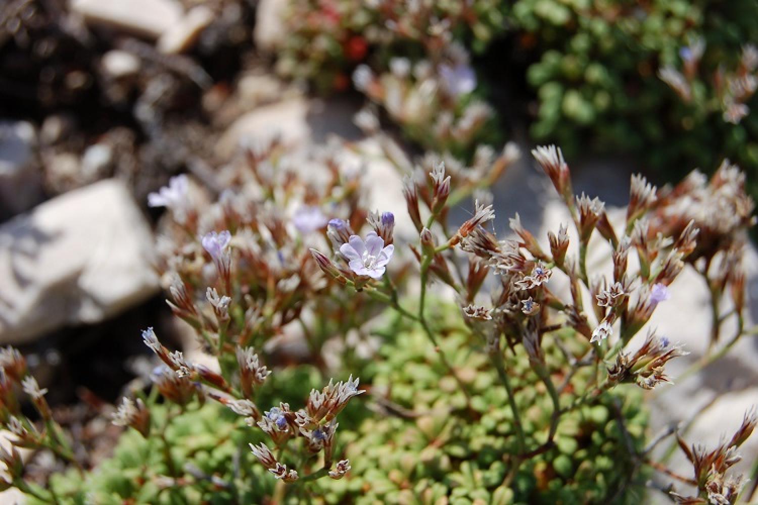 limonium_pseudominutum_saladelle_naine_de_provence3_julien_ugo_gip.jpg