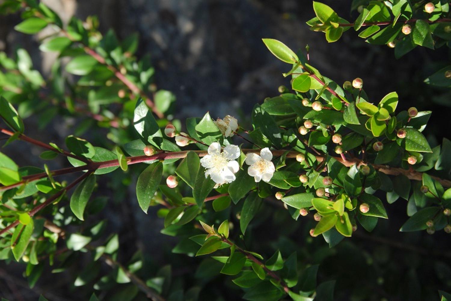 myrtus_communis_ft_a_verifier.jpg