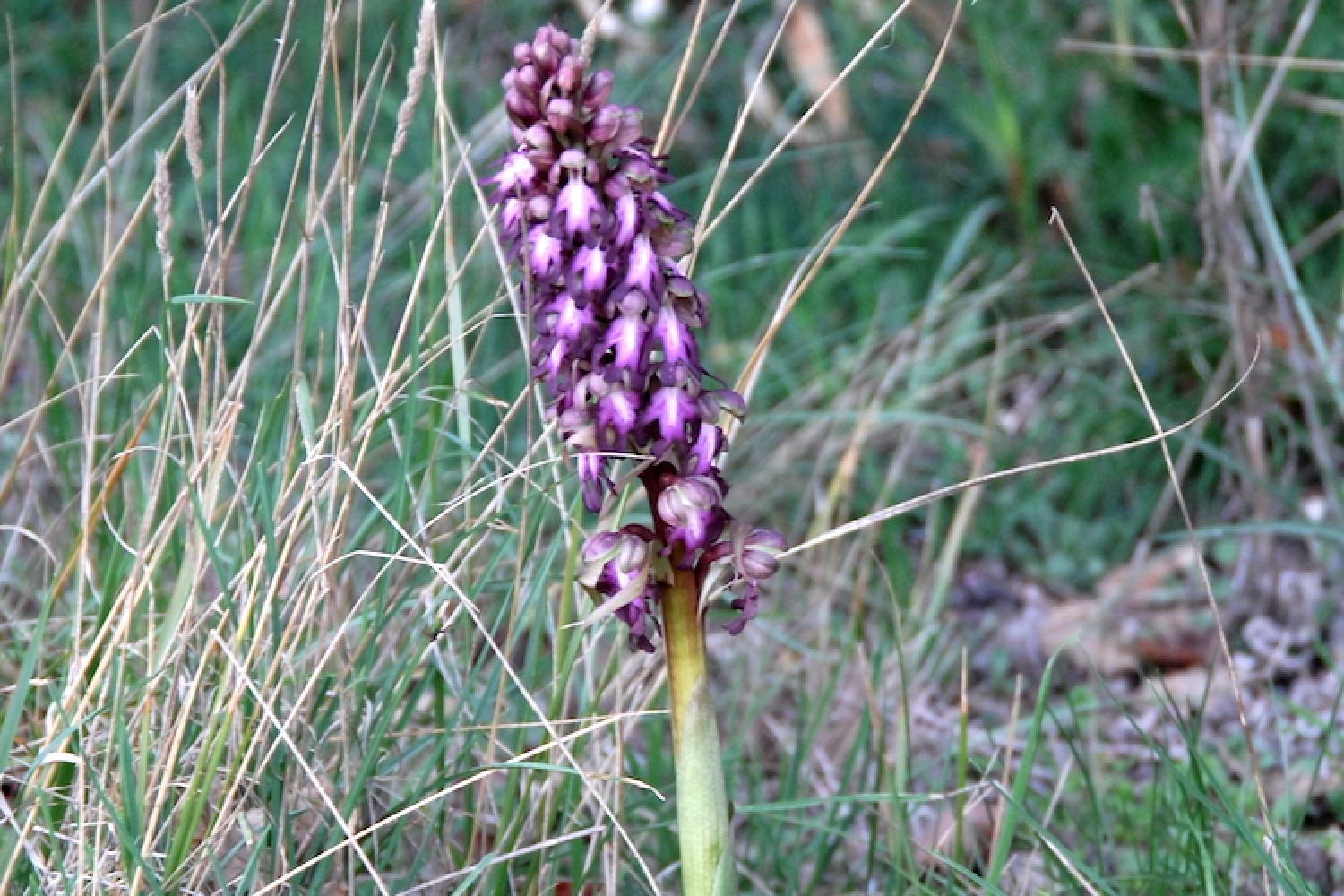 orchis-geant.jpg