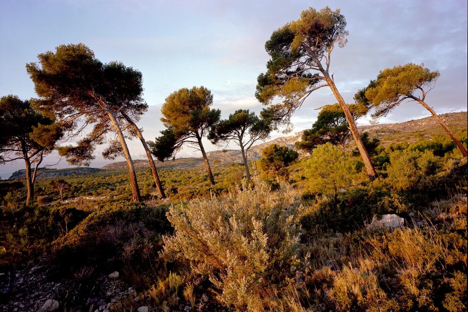 pano_arbres_gardiole_-_philippe_richaud_convention.jpg