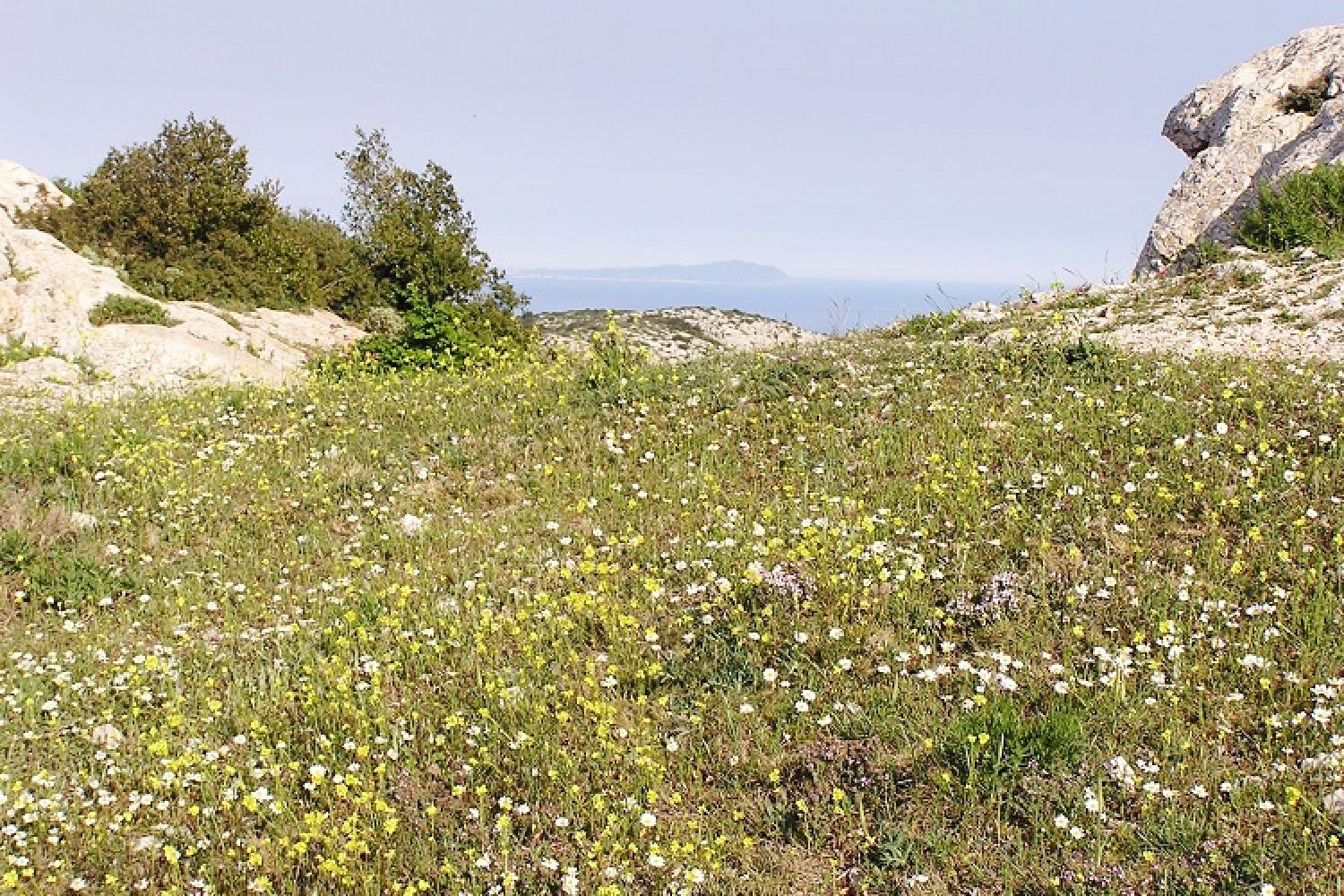 pelouse-a-annuelles-bulbeuses-marseilleveyre-calanques-marseille-cassis.jpg
