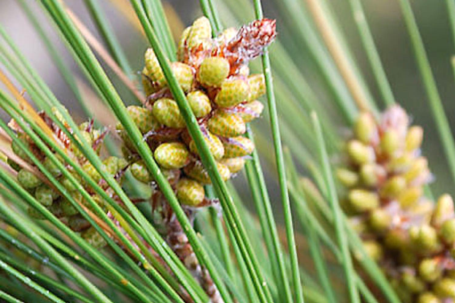 pinus_halepensis_-_pin_d_alep_05.jpg